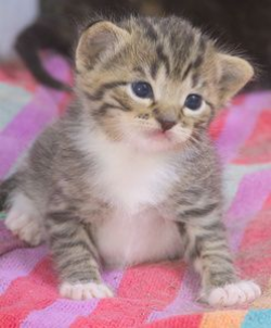 Kitten Clipart Image - Cute tabby kitten on a blanket ...