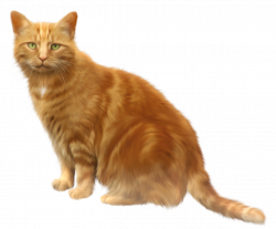 Orange Cat Transparent PNG Clipart | gif mačka | Pinterest | Orange ...