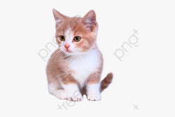 Cute Kitten Kittens Clipart - Immagini Belle Di Gattini ...