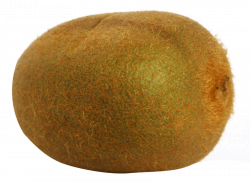 kiwi fruit png file png - Free PNG Images | TOPpng