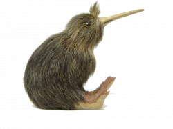 Kiwi Bird PNG Images Transparent Free Download | PNGMart.com