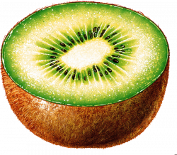 kiwi drawing png - Free PNG Images | TOPpng