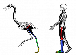 Anatomy Of A Bird Leg Um Hey Scientific American Knees Bend The Same ...