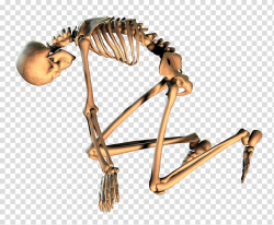 Skeleton , human skeleton bend knee transparent background ...