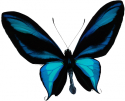 Яндекс.Фотки | Clipart insects | Pinterest | Insects and Album