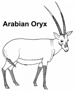 Knowledge Is Power: Arabian Oryx