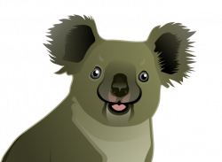 Koalas, how long do they have left? - EcoNotes