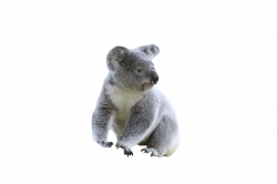 cute koala png - Free PNG Images | TOPpng