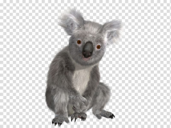 Koala Australia Sloth , koala transparent background PNG ...