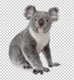 Koala Australia Bear Cuteness Animal PNG, Clipart, Animals ...