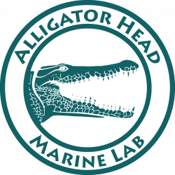 Marine Lab - Alligator Head FoundationAlligator Head Foundation
