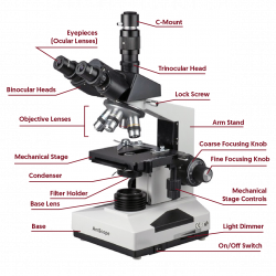 Microscope Lab The best worksheets image collection | Download and ...