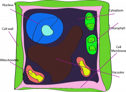Unlabeled Plant Cell - Clip Art Library