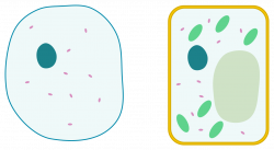 File:Differences between simple animal and plant cells (blank).svg ...
