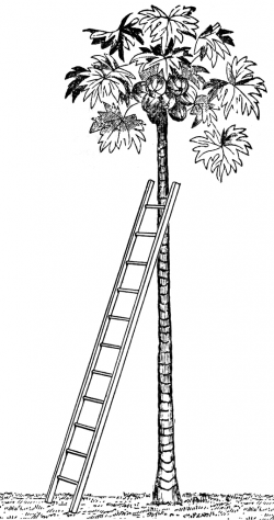 Ladder Leaning Against a Tree | ClipArt ETC