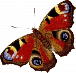Clipart - Peacock butterfly (colour)