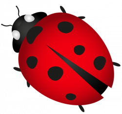 Ladybird beetle Clip art - beetle 600*565 transprent Png Free ...