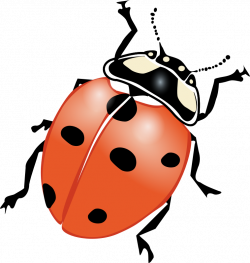 ladybug by mekonee_29 - A ladybug viewed from the top ...