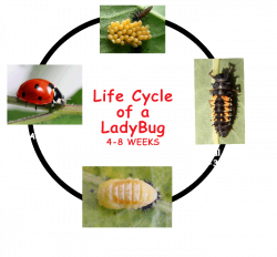 Ladybug: animals, egg, ladybug, larva, pupa, science, zoology ...