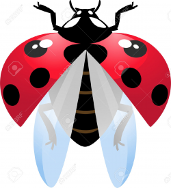 Ladybug Flying Clipart | Free download best Ladybug Flying ...