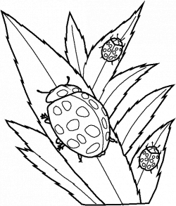 Clipart Ladybug On Leaf. Beautiful Drawn Ladybug Leaf Drawing With ...