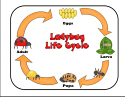 Ladybug Life Cycle - 4 Stages of the Ladybug Life Cycle