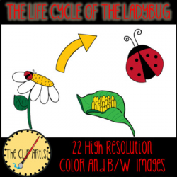 The Life Cycle of A Ladybug Clip Art