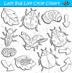 Ladybug Life Cycle Clipart Bundle