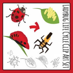 Ladybug Life Cycle Clip Art Set for Commercial Use
