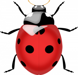ladybug png - Free PNG Images | TOPpng