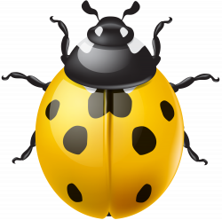 Yellow Ladybird PNG Clip Art | Gallery Yopriceville - High-Quality ...