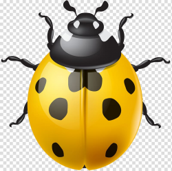 Ladybird Beetle , Yellow Ladybird transparent background PNG ...