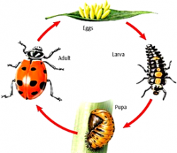 Northwest Beneficials : Live Ladybugs Praying Mantis ...