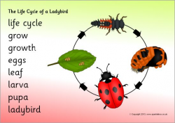 Life cycle of a ladybird/ladybug word mat (SB9619 ...