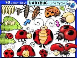 Ladybug Life Cycle Clip Art - Whimsy Workshop Teaching ...