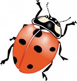 Crawling Ladybug Clip Art at Clker.com - vector clip art online ...