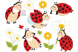 Vector Ladybugs - Ladybird Set