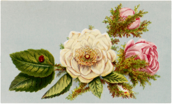 Vintage Ladybug Flowers Clip Art! - The Graphics Fairy