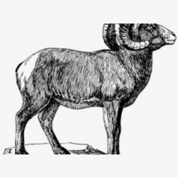 Lamb Clipart Ram - Bighorn Sheep Black And White #1507925 ...