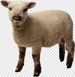 Sheep Lamb and mutton , Little Sheep transparent background ...