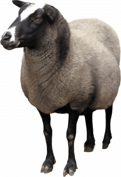 sheep PNG | Animal PNG | Pinterest