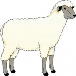 82 Best lambs & sheep images | Lambs, Sketches, Animales