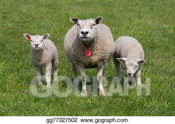 Drawing - Sheep with young lambs. Clipart Drawing gg77327502 ...