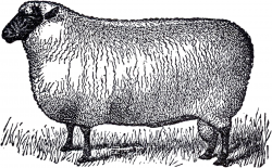 Primitive Vintage Sheep Image - The Graphics Fairy