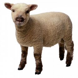 Sheep Lamb and mutton Clip art - sheep 700*700 transprent Png Free ...