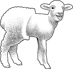 Lamb Clipart Black And White | Free download best Lamb ...