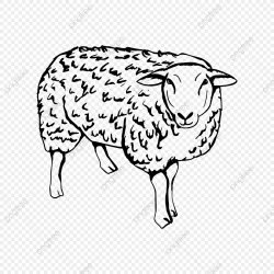 Sheep Hand Drawn Isolated, Lamb, Illustration, Sheep PNG ...