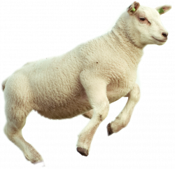 freetoedit lamb sheep jump