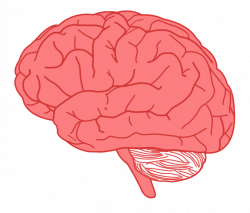 Human Brain Clipart | Letters Format