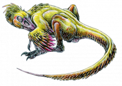 Bambiraptor feinbergorum - feathered dinosaur | Bird-like Dinosaurs ...